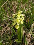 Orchis pallens